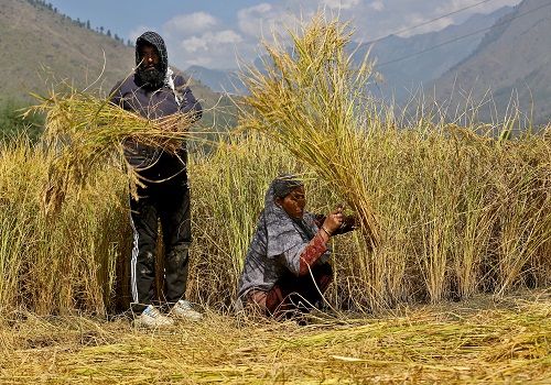 India maintains basmati rice floor price as grain-export curbs continue